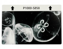 Защитная плёнка текстурная на заднюю часть "Животный мир" (Медузы, S858)